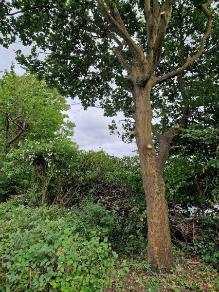 Tree Trouble