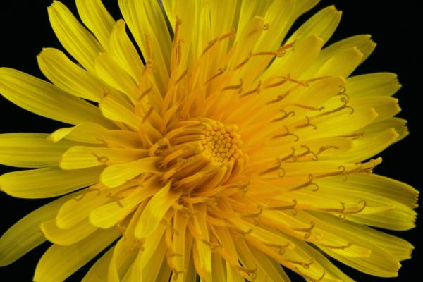 Jameson Garden Services