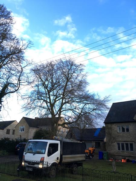 Cotefield Treecare