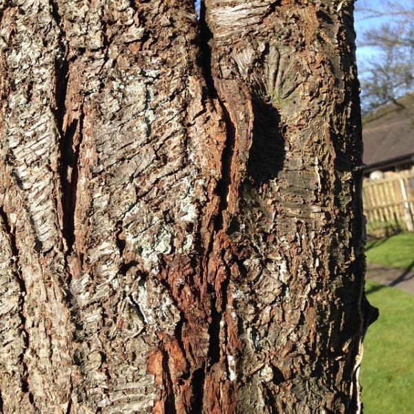 Carringtons Tree Surgery Limited