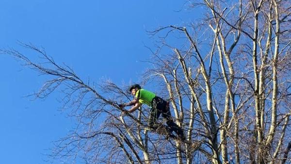 Axcess Tree Services