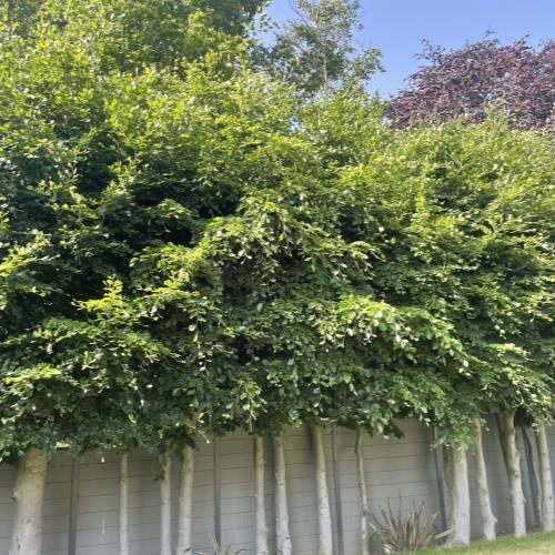 Inchcut Tree Surgeons