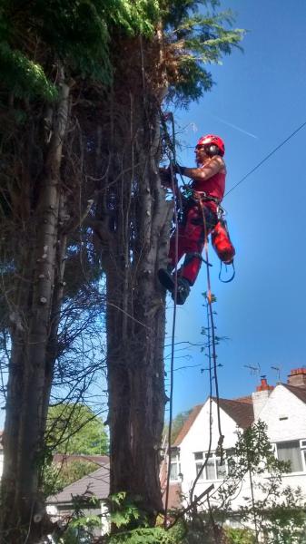 Fleur's Garden and Tree Services