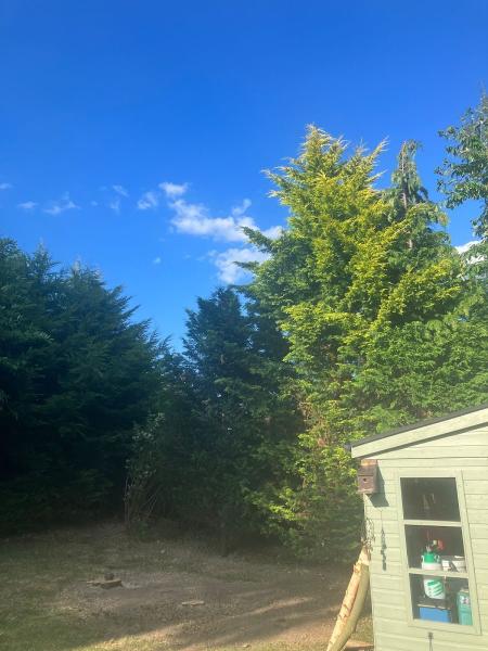 Barker's Tree Surgery Ltd