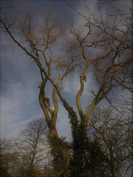 Tonks Brothers Tree Services