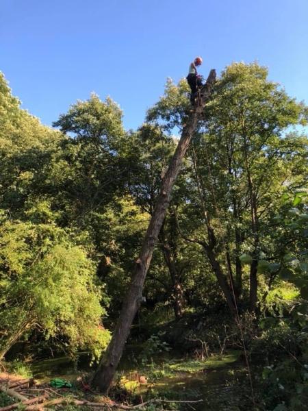 Holroyd Tree Services Ltd