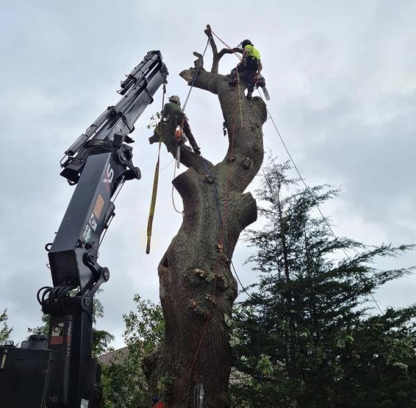 Palmers Tree Specialists