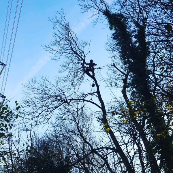 Pitchford Tree Services