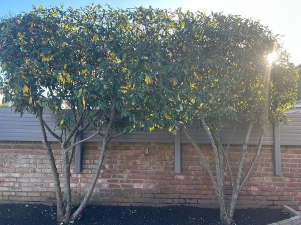 Shaun Hackett Tree Services