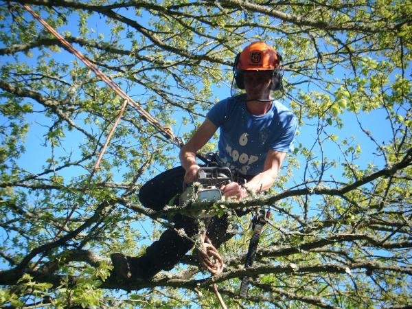 Chestnut Trees & Fencing