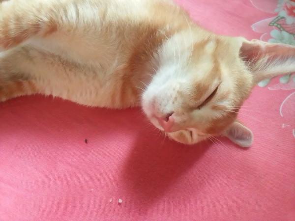 Anglo Scottish Pest Control