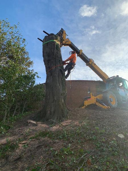 Jack Whitehead Tree Services