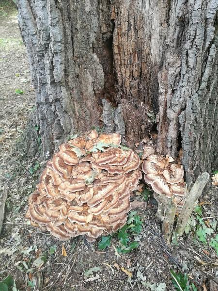 John Morris Arboricultural Consultancy