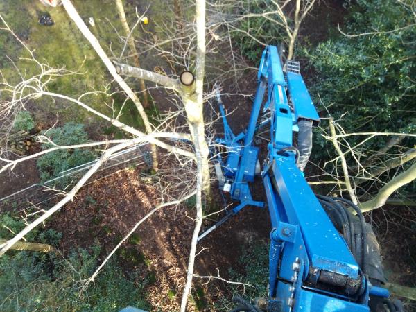 PKS Tree Surgery