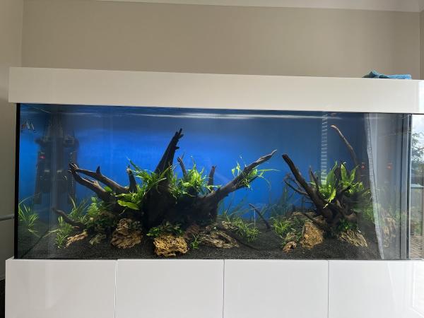 Aquaman Complete Aquarium Services