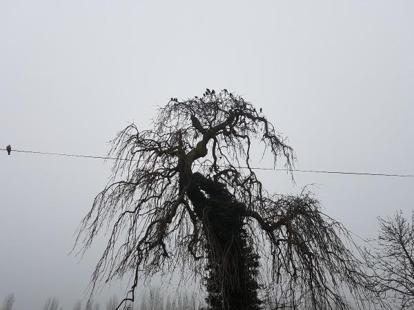 Kentlogs Tree Surgery