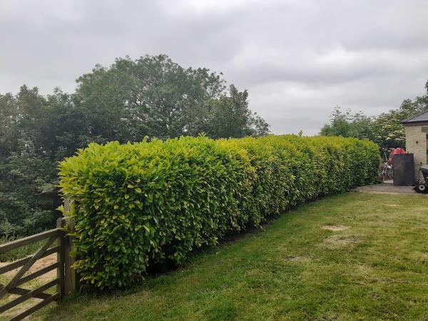 Darren Reed Gardening Services