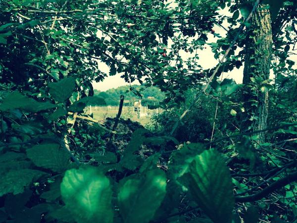 The Gentleman Gardener