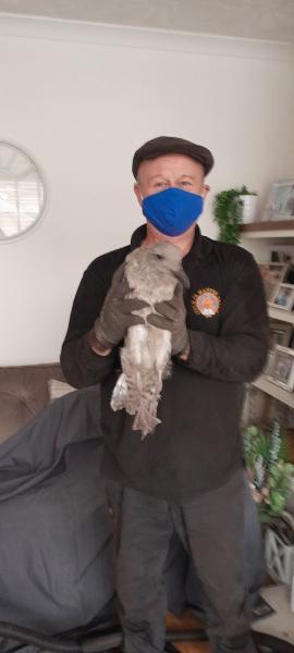 Tom's Chimney Sweep Service