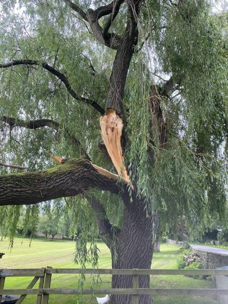 JC Arborists Harrogate Tree Surgeons & Tree Care