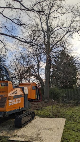 Wyldwood Tree Care