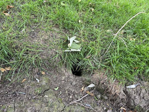 Vermicure Pest Control