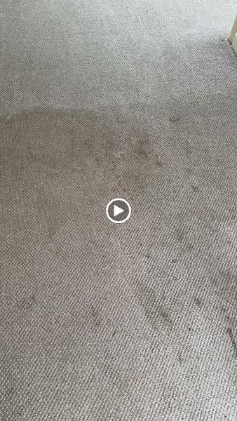 Simply Better Carpet Cleaning