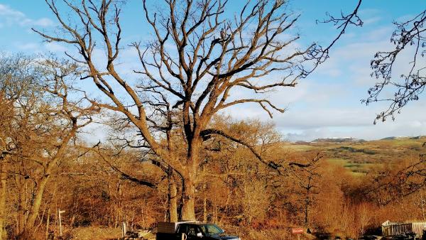 G&N Tree Services Ltd