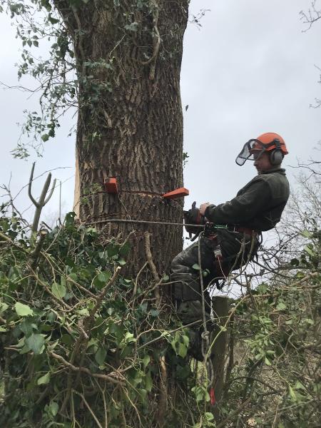 Arbour Tree Surgery