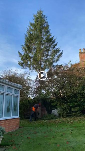 Highclere Tree Works Ltd