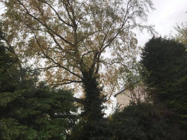 Burneston Tree Services