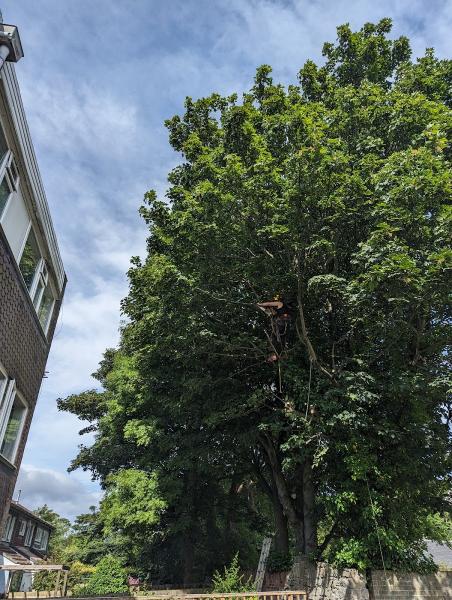 Northern Arb Tree Services