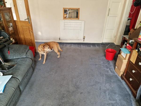 The Carpet Guy