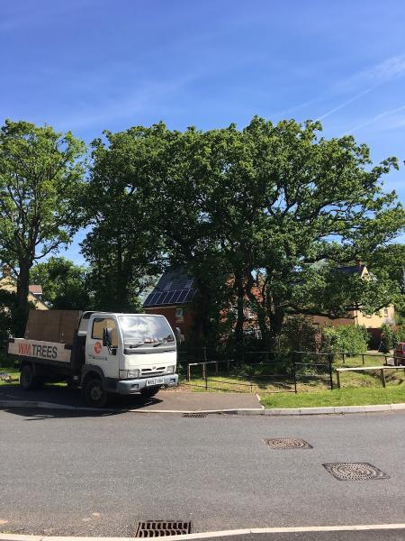 WM Trees