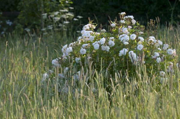 McNulty & Stonebridge