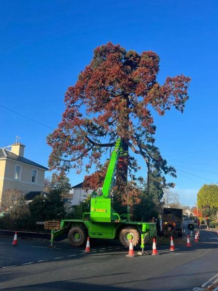 Chris Arnold Tree Surgery
