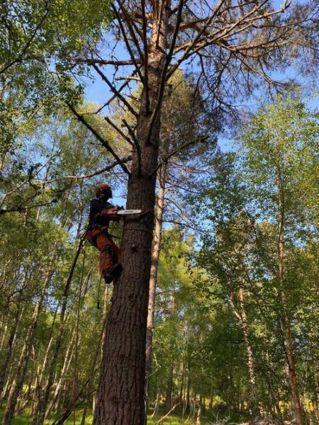 RH Tree Contractors