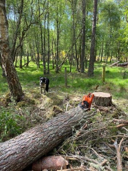 RH Tree Contractors