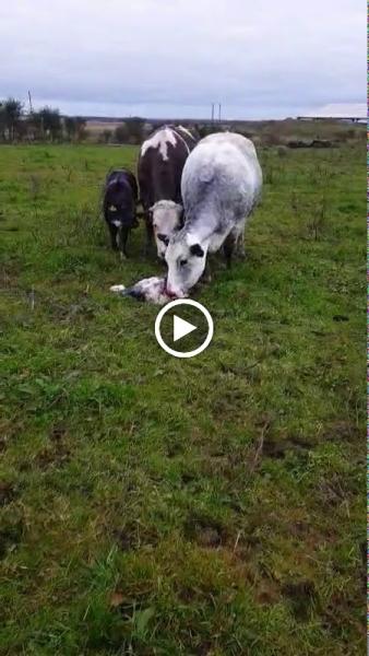 A1 Clear Drainage & Plumbing Solutions Ltd