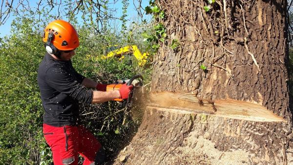 Acorn Tree Work