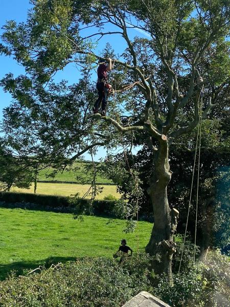 Dragon Tree Services