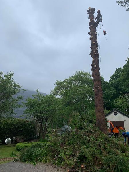 Dragon Tree Services