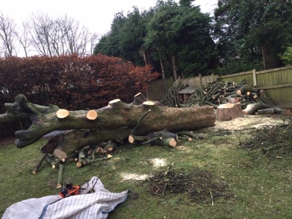 Wychwood Forestry Tree Surgeons