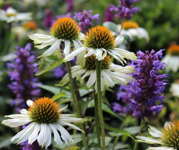 Walklands Garden Design