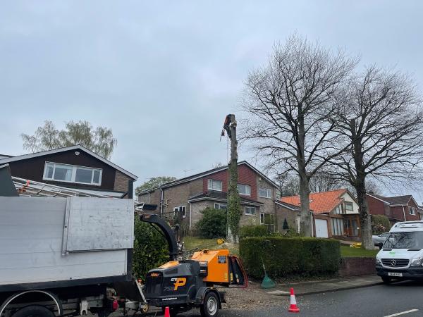 Cardiff Tree Surgery