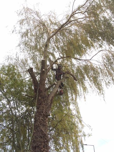 Thorntree Tree Services