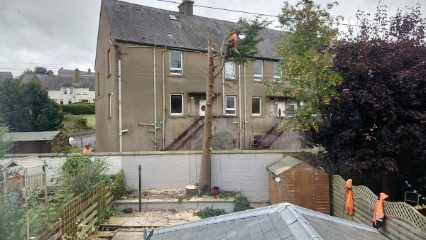 Border Tree Services