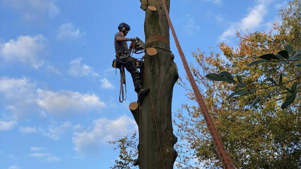 Gower Tree Work Specialists