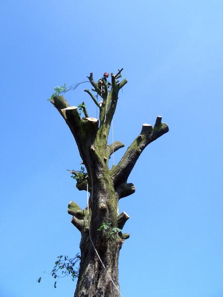 Eden Tree Care