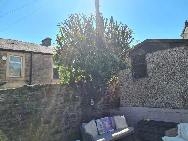 Simon Thornley Tree Surgeon